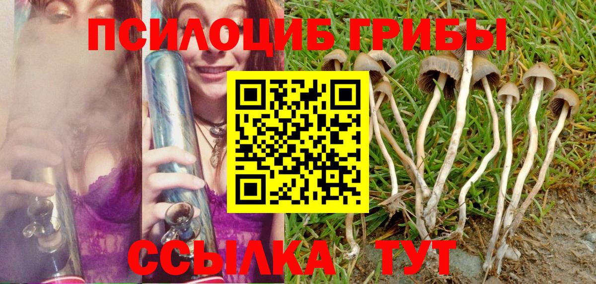 Псилоцибиновые грибы Psilocybe Кизилюрт